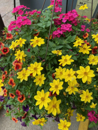 Blooming Hanging Basket Greenhouse Basket