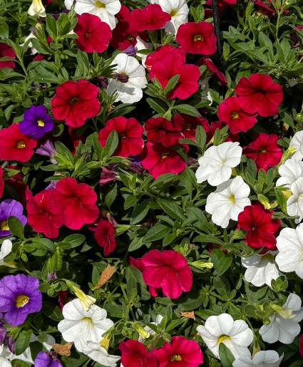 Blooming Hanging Plant Basket Plant