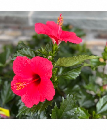 Blooming Hibiscus Outdoor Porch Plant in Mattapoisett, MA | Blossoms Flower Shop