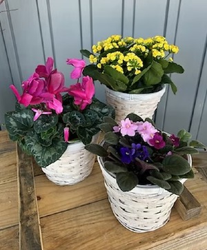 Blooming Houseplant Houseplant