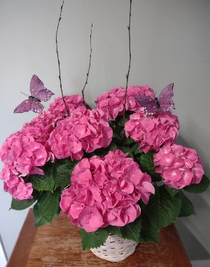 Blooming Hydranga Live Plant