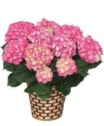 BLOOMING HYDRANGEA (Color may vary) in Sedalia, MO | State Fair Floral