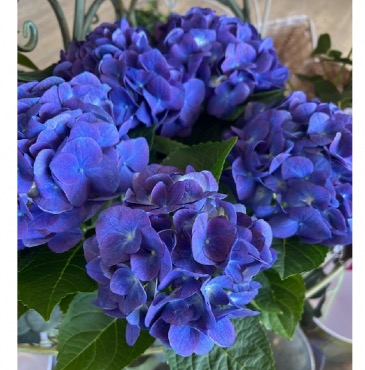 Blooming Hydrangea Outdoor Plant in Mattapoisett, MA | Blossoms Flower Shop