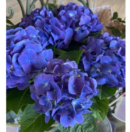 Blooming Hydrangea Outdoor Plant