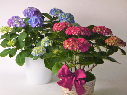 Blooming Hydrangea Plant