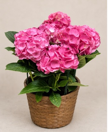 Blooming Hydrangea Plant in Denison, TX | JUDY'S FLOWER SHOPPE
