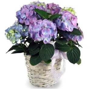 Blooming Hydrangea Plant 