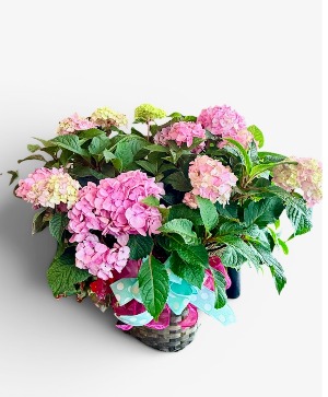 Blooming Hydrangea Plant Double 