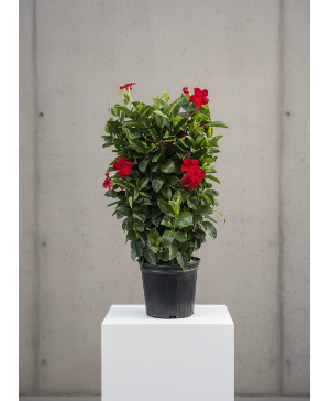 Blooming Mandaville Trellis 10 Inch  Plant 