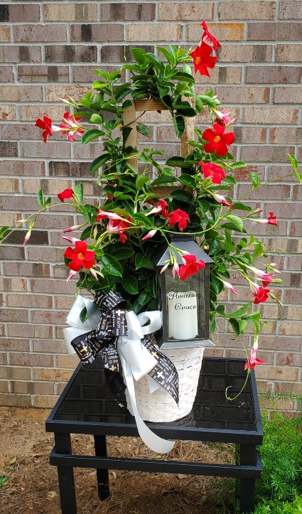 Blooming Mandevilla 
