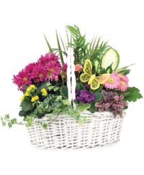 Blooming mix Grden 