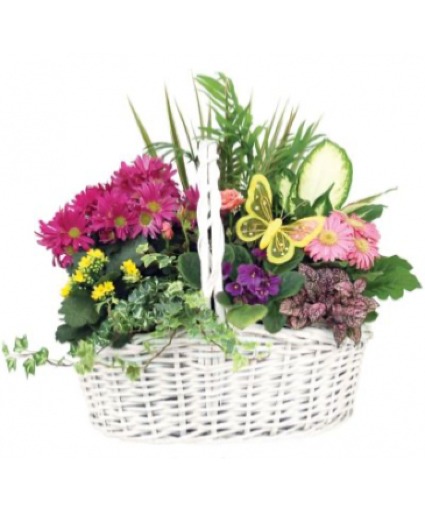Blooming mix Grden 