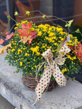 Blooming Mum Plant Plant
