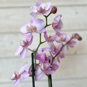 Orchid Blooming Houseplant