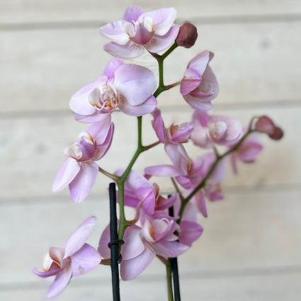 Orchid Blooming Houseplant