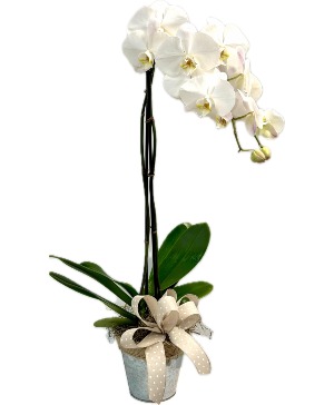 Blooming Orchid Potted Plant
