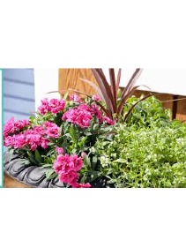 Blooming Patio Pots Blooming pots