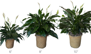 Blooming Peace Lily House Plant