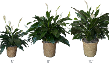 Blooming Peace Lily House Plant in Imlay City, MI | IMLAY CITY FLORIST