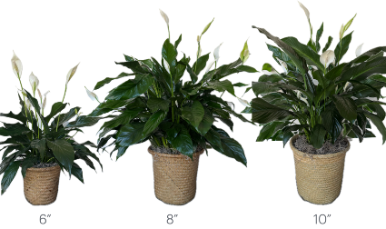 Blooming Peace Lily House Plant