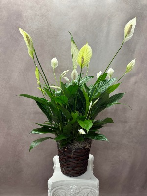 Blooming Peace Lily Houseplant