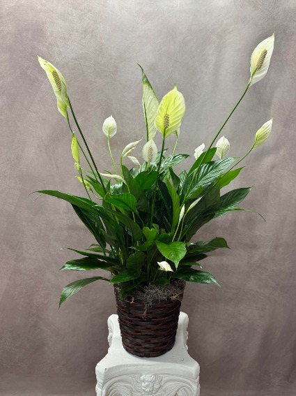 Blooming Peace Lily Houseplant