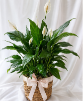 Blooming Peace Lily  plant