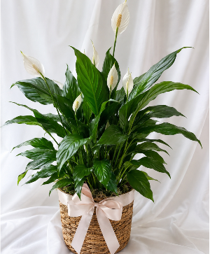Blooming Peace Lily  plant