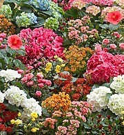 Blooming Plant 