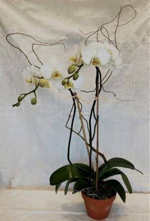 Double Phalaenopsis Orchid Blooming Plant in Darien, CT | DARIEN FLOWERS