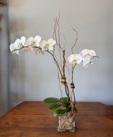 Double Phalaenopsis Orchid Blooming Plant in Darien, CT | Darien Flowers