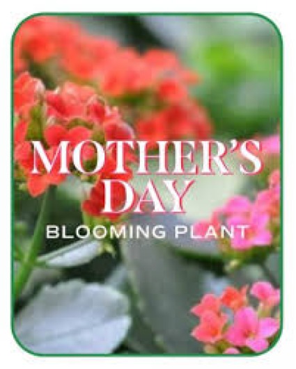 Blooming Plant  