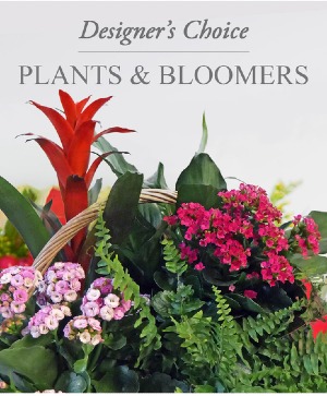 Blooming Plant  Blooming Plant 