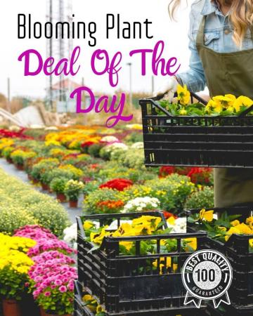 Blooming Plant Deal of the Day Arrangement
