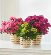 BLOOMING PLANT  