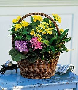 BLOOMING PLANT  GARDEN 