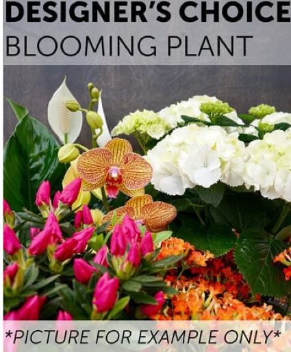 BLOOMING PLANT GREEN PLANTS