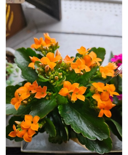 Blooming plant Kalanchoe and calendiva