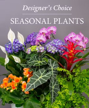 Blooming Plants  Plants 