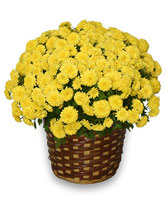 12" Huge Blooming  Potted Mum