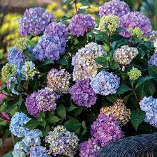 BloomStruck Hydrangea  Hardy Hydrangea Repeat Blooming 