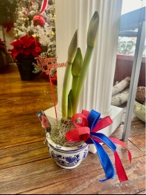 blue and white ceramic  amaryllis plant 