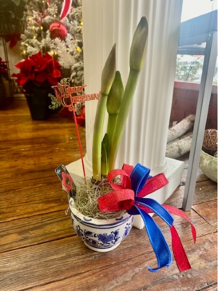 blue and white ceramic  amaryllis plant 