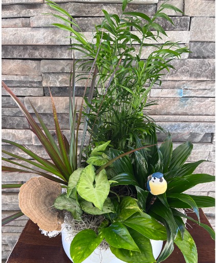Blue Bird  Dish Garden  plant 