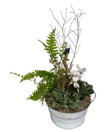 Blue Bird Shade Garden Dish Garden