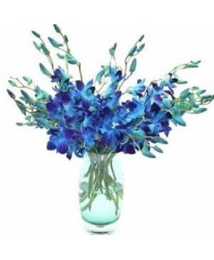 Blue Bomb Orchids 