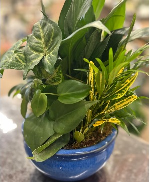 Blue Ceramic Dishgarden Planter 