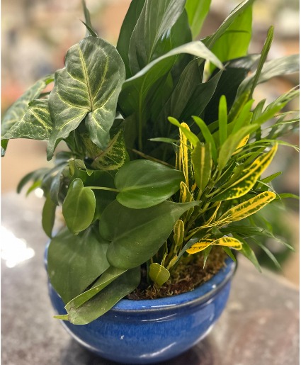 Blue Ceramic Dishgarden Planter 