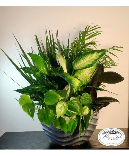 Blue Ceramic Dishgarden Plants