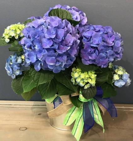Blue Hydrangea Blooming Plant